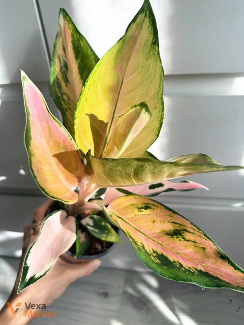 Aglaonema China Pink в горшке 12