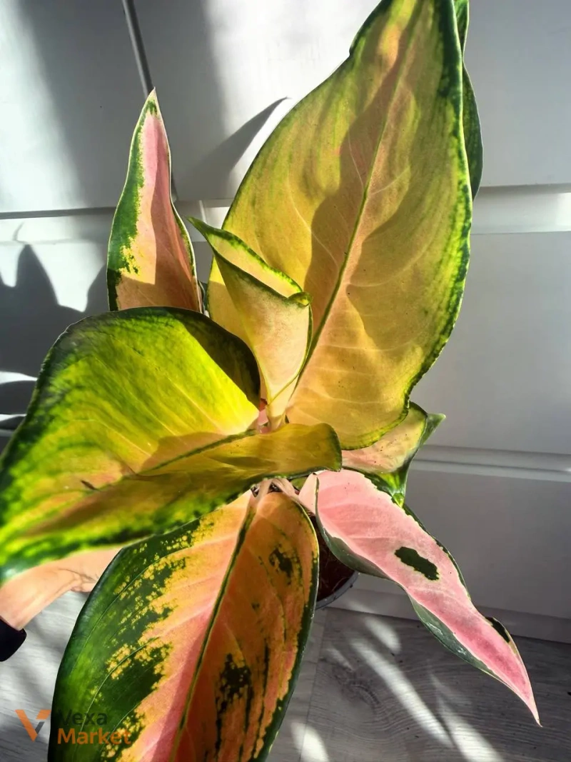 Aglaonema China Pink в горшке 12 — фото 2