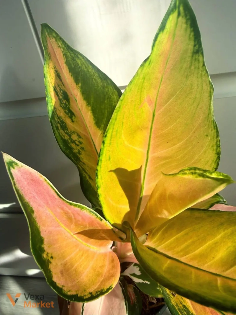 Aglaonema China Pink в горшке 12 — фото 3