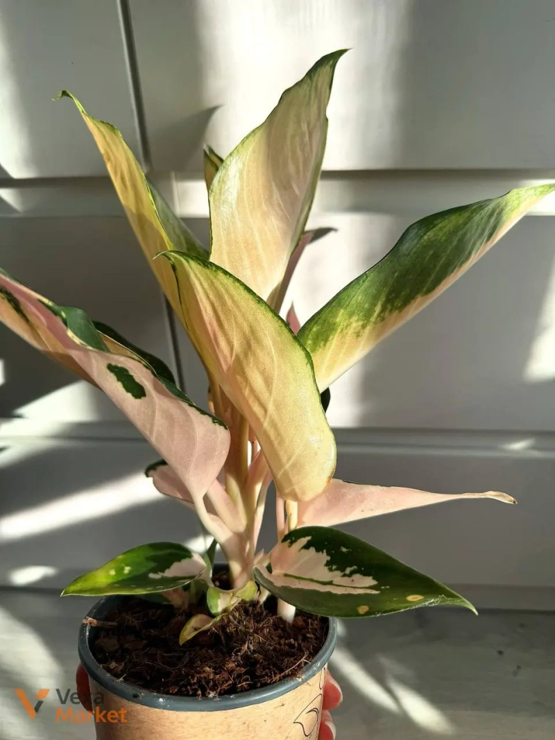 Aglaonema China Pink в горшке 12 — фото 4