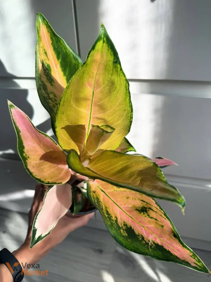 Aglaonema China Pink в горшке 12 — фото 5