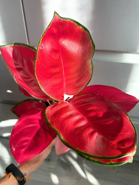 Aglaonema China Red