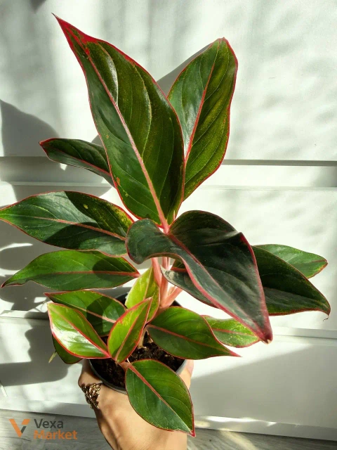 Aglaonema Crete