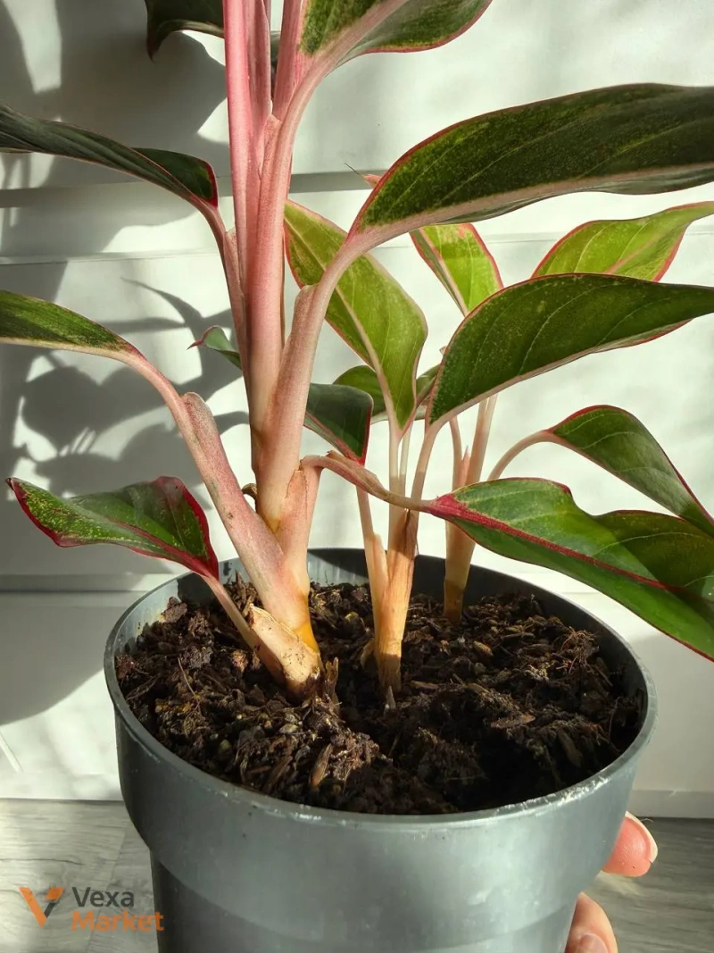 Aglaonema Crete — фото 2