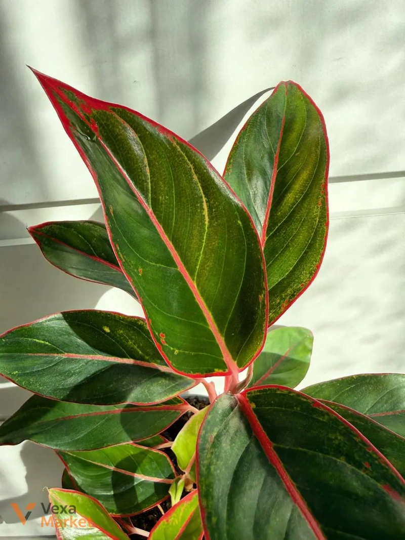 Aglaonema Crete — фото 3
