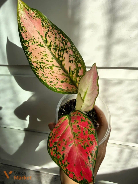 Aglaonema Red Joy - поділка