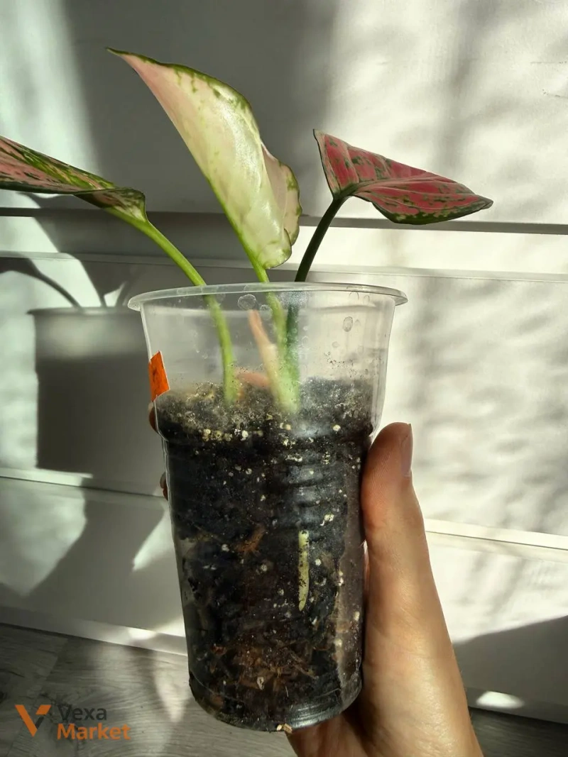 Aglaonema Red Joy - поділка — фото 2