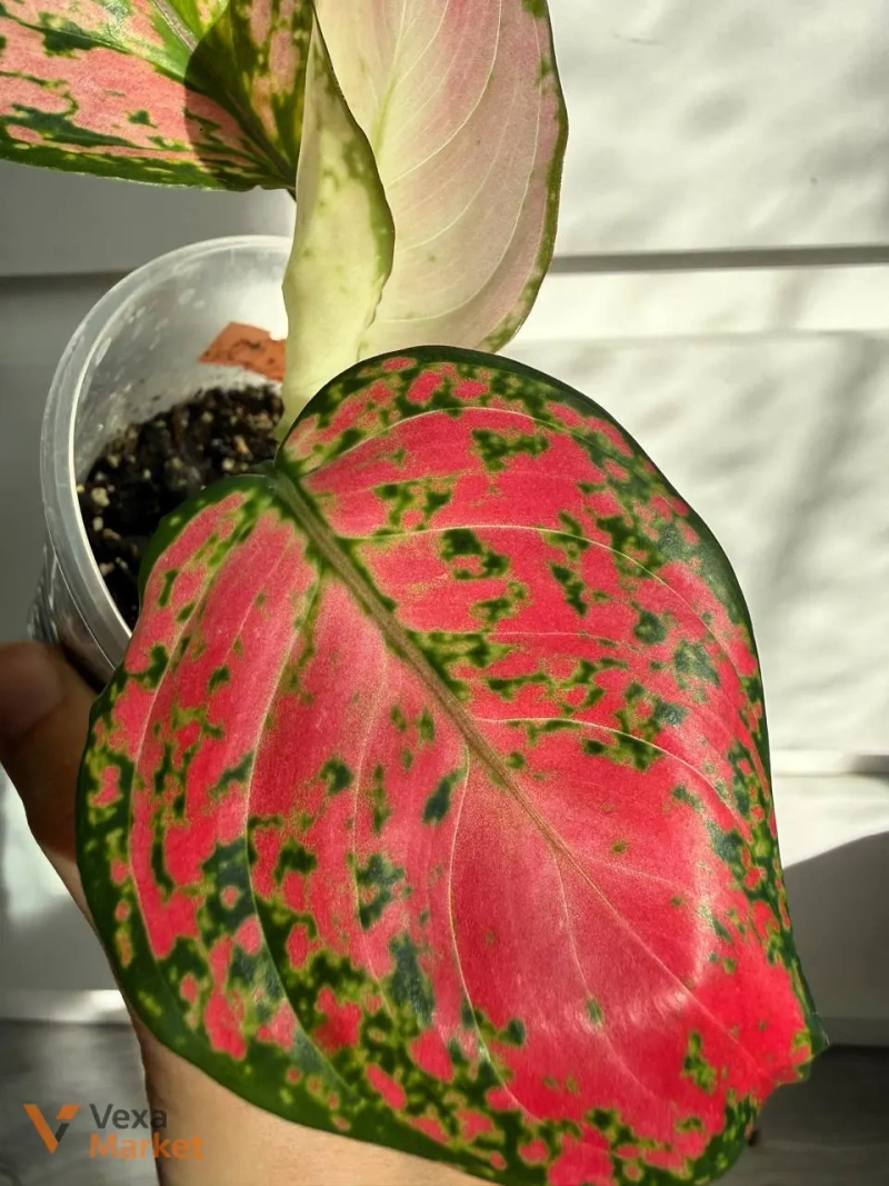 Aglaonema Red Joy - поділка — фото 3