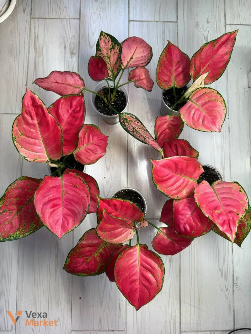 Aglaonema Red Joy - поділка — фото 4