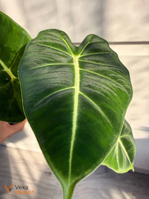 Alocasia Micholitziana Frydek