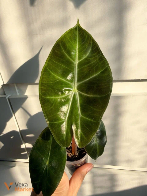 Alocasia Pink Dragon