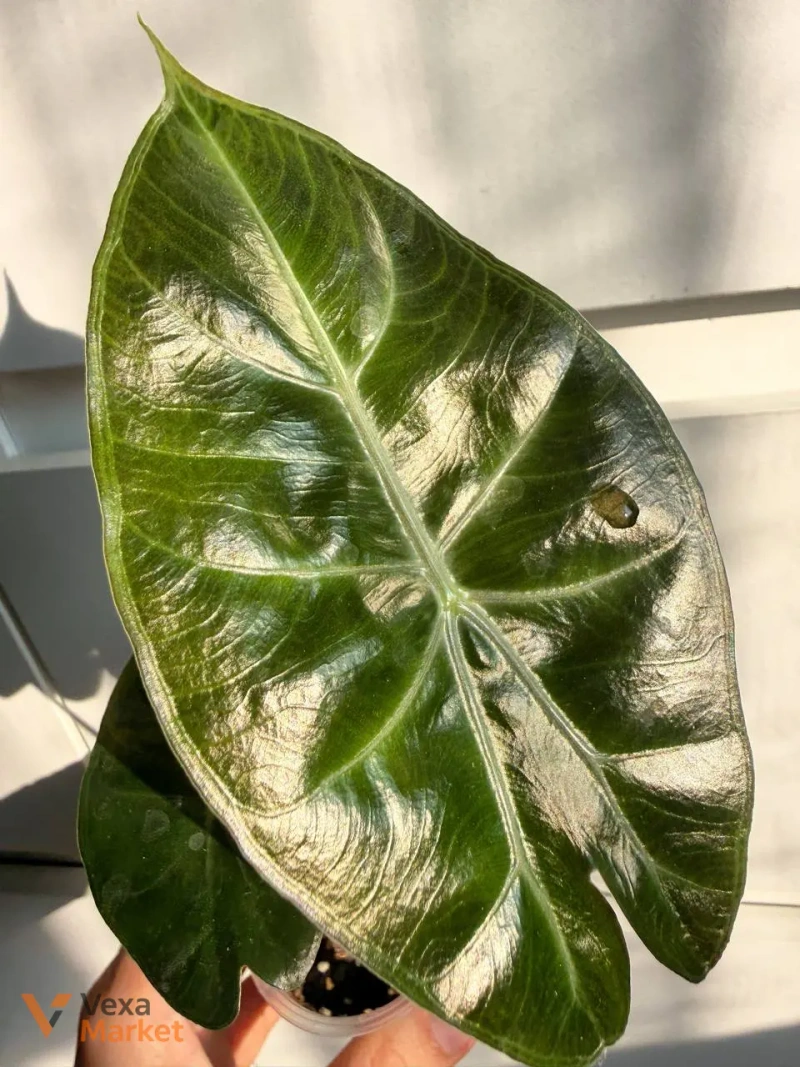 Alocasia Pink Dragon — фото 3