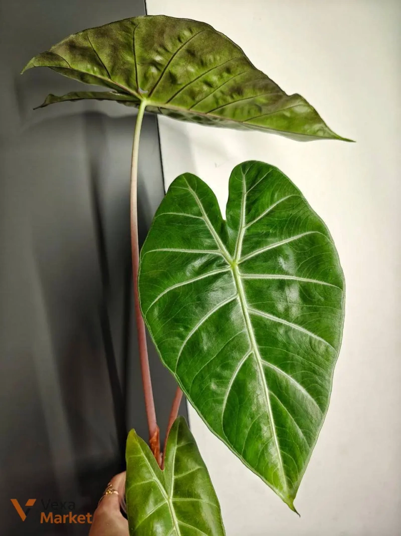 Alocasia Pink Dragon — фото 4