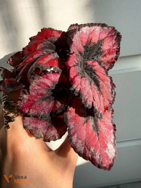 Begonia Red Kiss в горщике 6