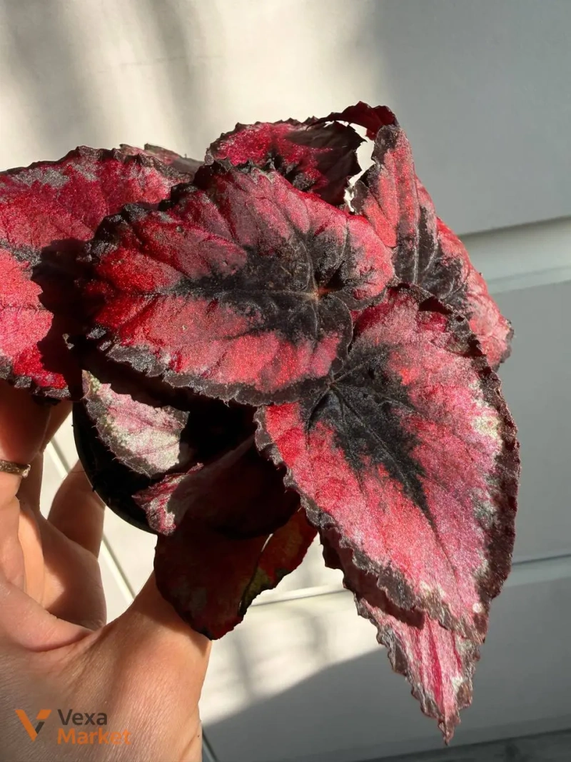 Begonia Red Kiss в горщике 6 — фото 2