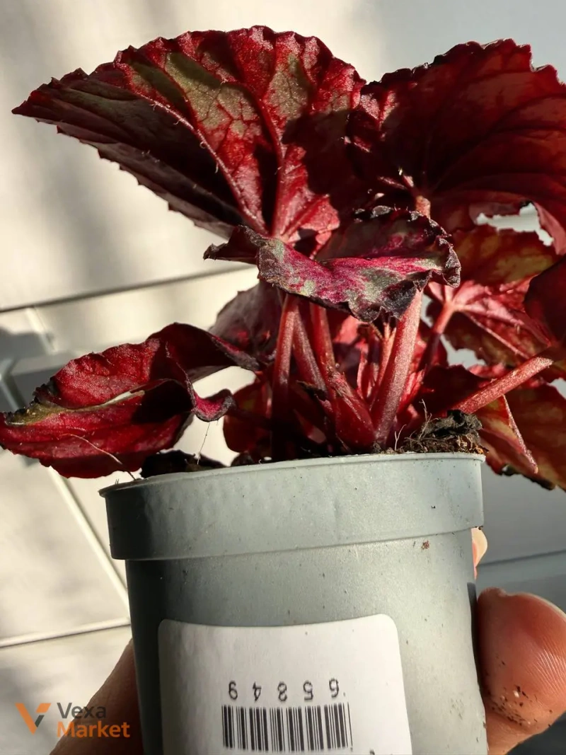 Begonia Red Kiss в горщике 6 — фото 3