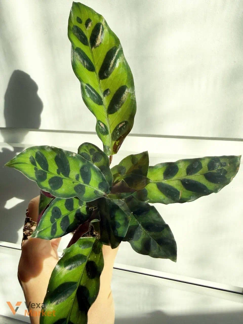 Calathea Lancefolia в горшке 6