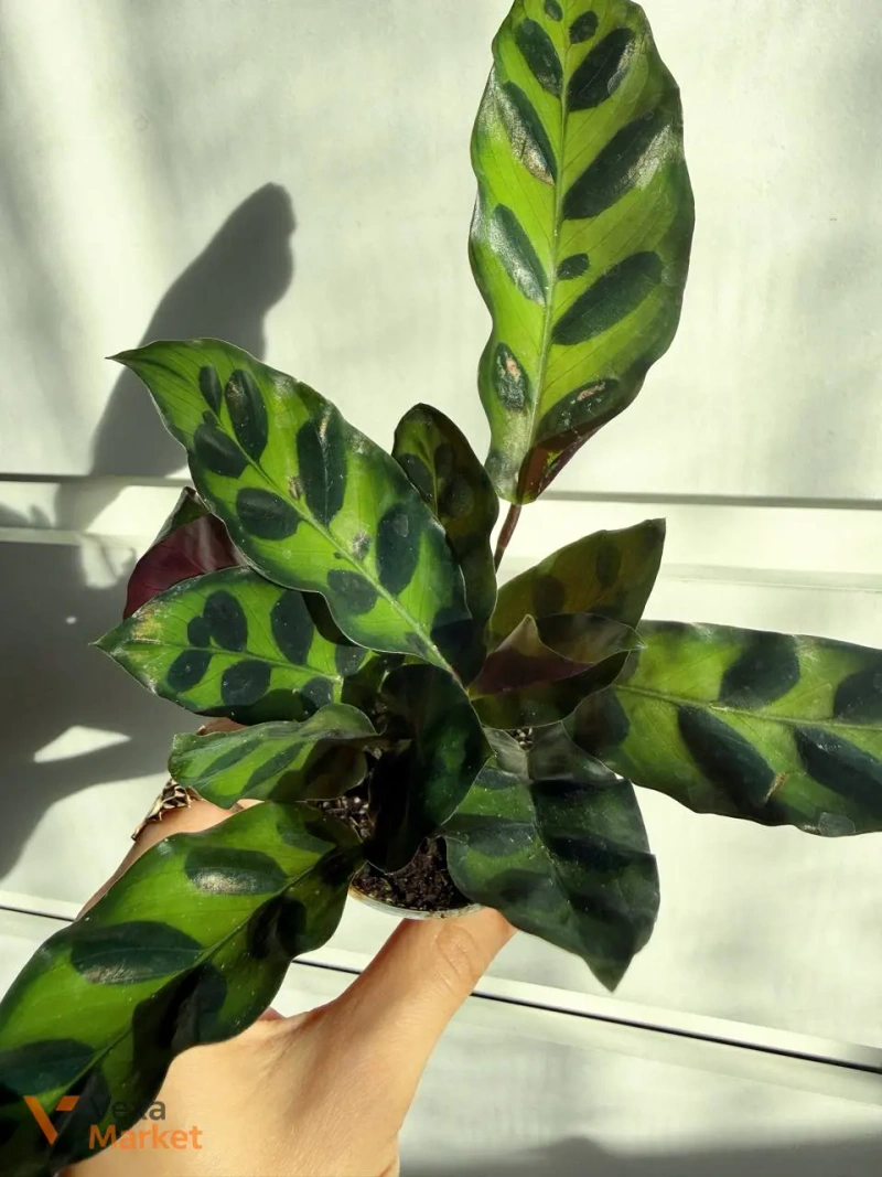 Calathea Lancefolia в горшке 6 — фото 2