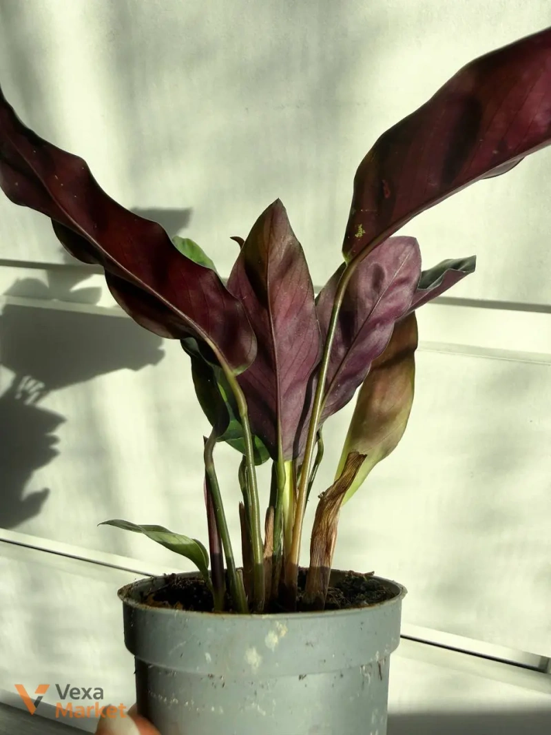 Calathea Lancefolia в горшке 6 — фото 3