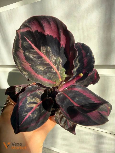 Calathea Princess Jessy