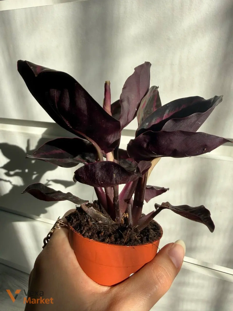 Calathea Princess Jessy — фото 2
