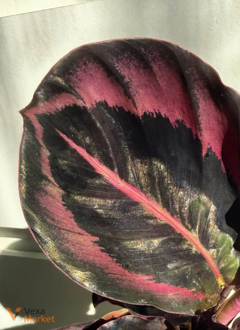 Calathea Princess Jessy — фото 3