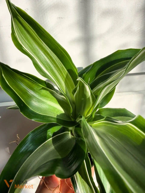 Dracaena Kanzi в горщику Ø 6 см