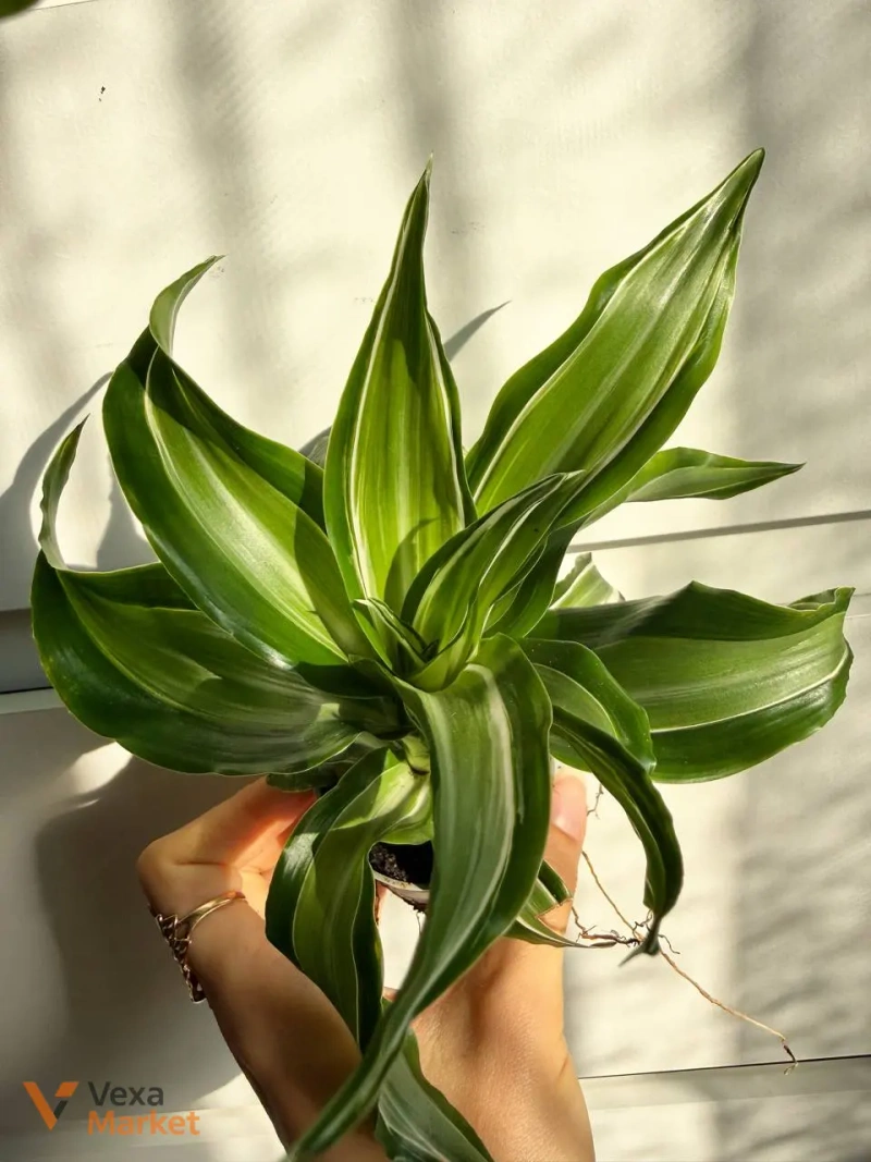 Dracaena Kanzi в горщику Ø 6 см — фото 2