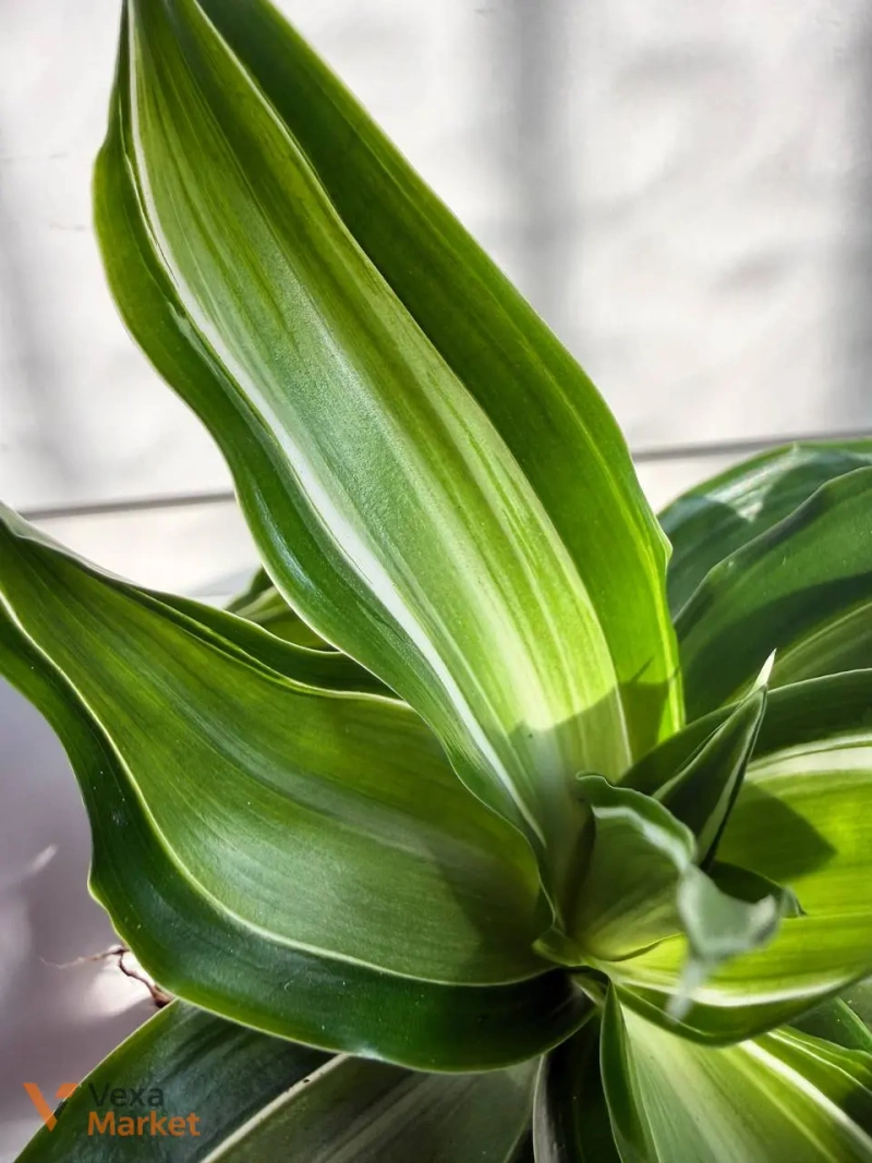 Dracaena Kanzi в горщику Ø 6 см — фото 3