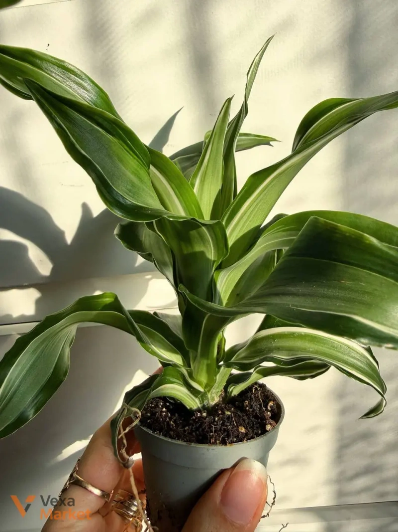 Dracaena Kanzi в горщику Ø 6 см — фото 4