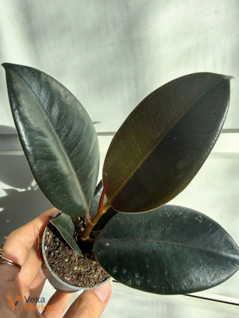 Ficus Abidjan