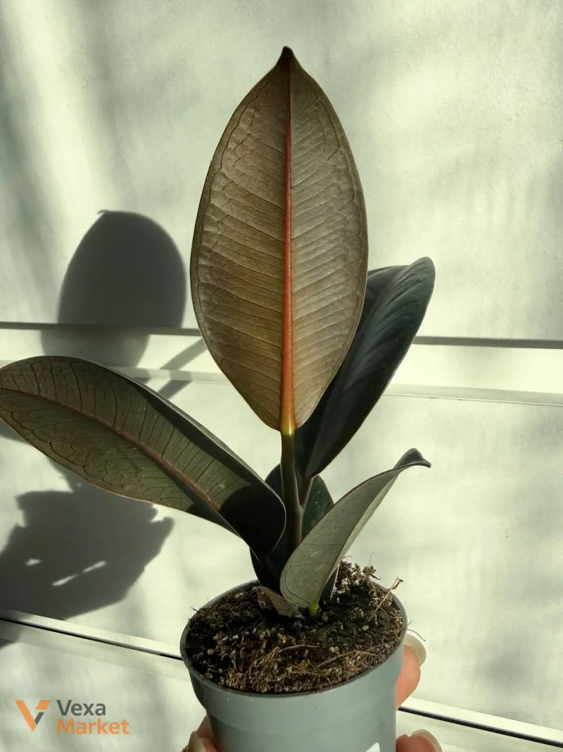 Ficus Abidjan — фото 2