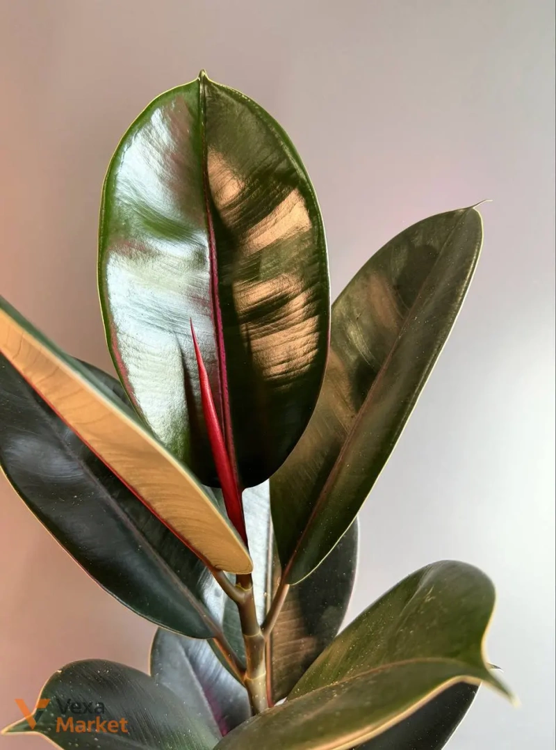 Ficus Abidjan — фото 3