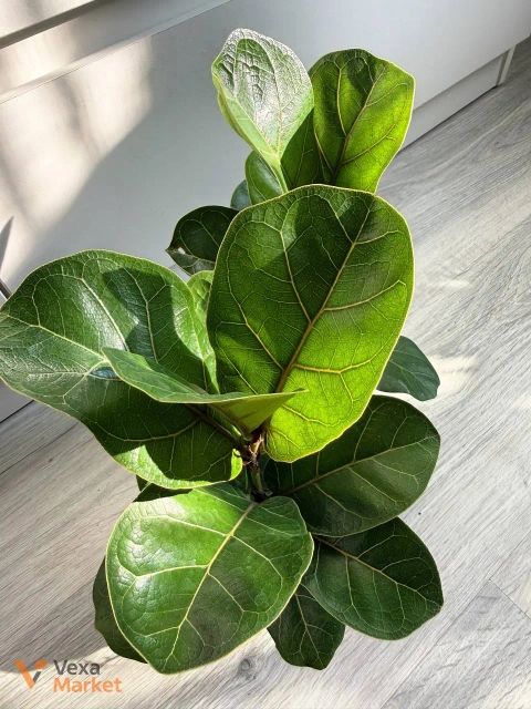 Ficus Lyrata Bambino в горшке 9