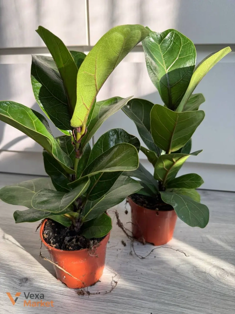 Ficus Lyrata Bambino в горшке 9 — фото 2