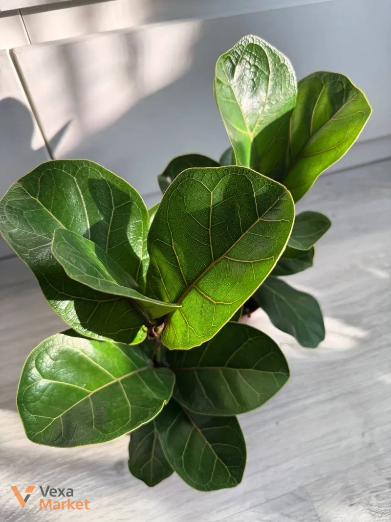 Ficus Lyrata Bambino в горшке 9 — фото 3