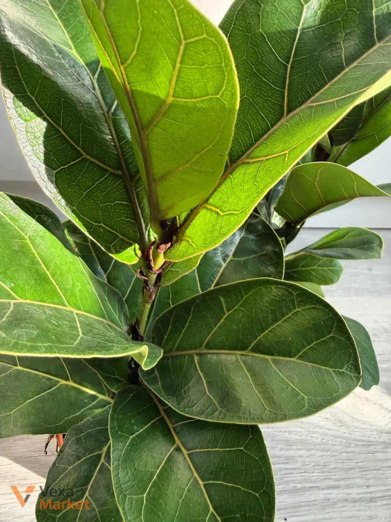 Ficus Lyrata Bambino в горшке 9 — фото 4