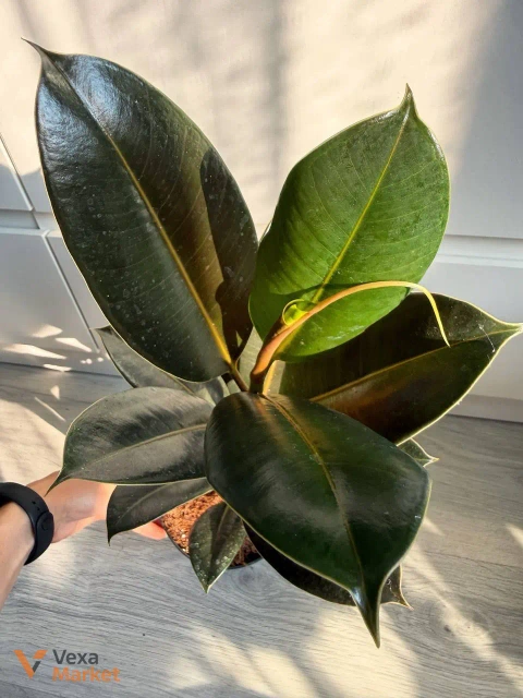 Ficus Melany в горшке 14