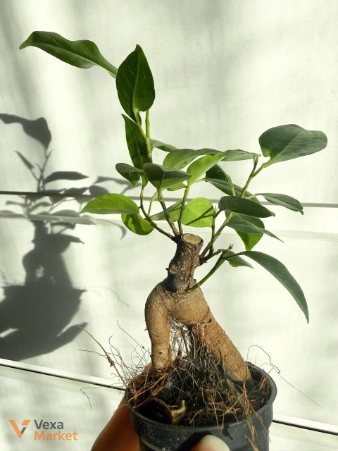 Ficus microcarpa Ginseng