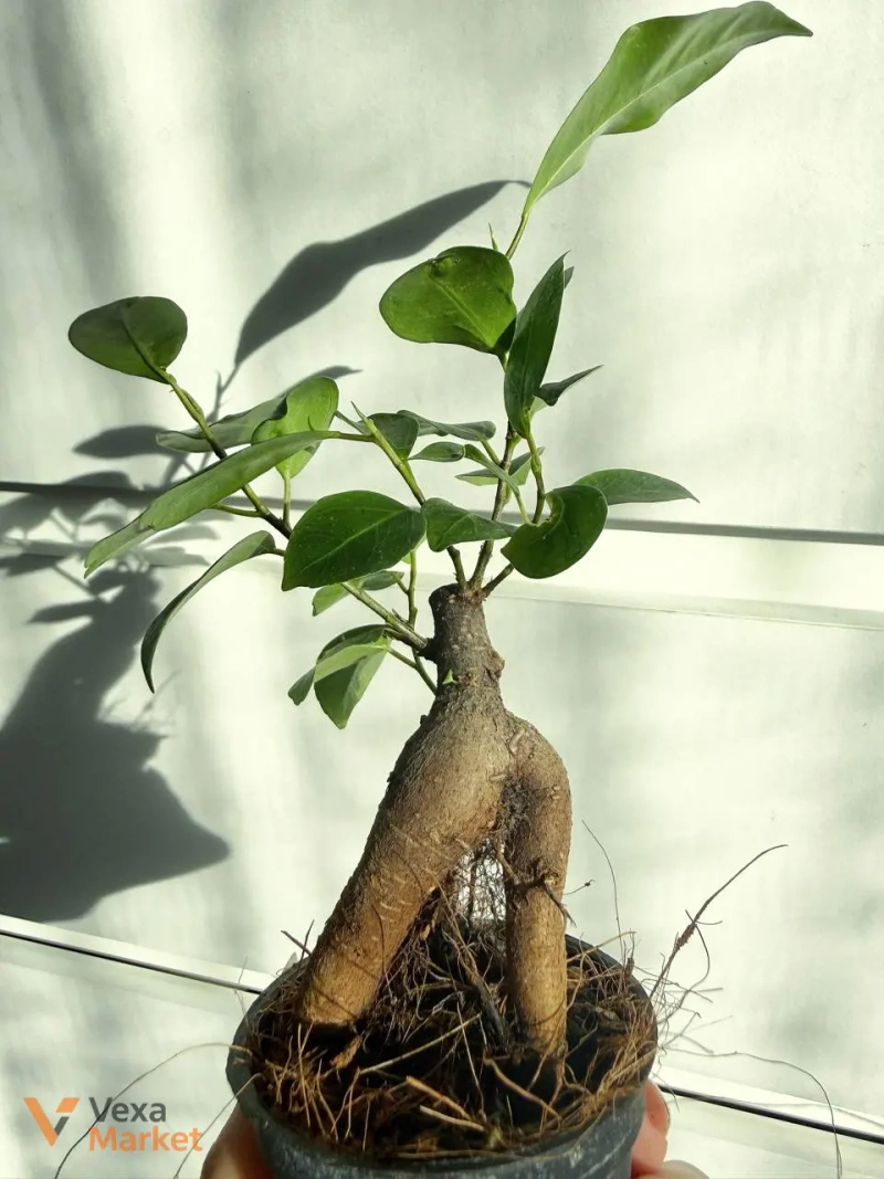 Ficus microcarpa Ginseng — фото 2