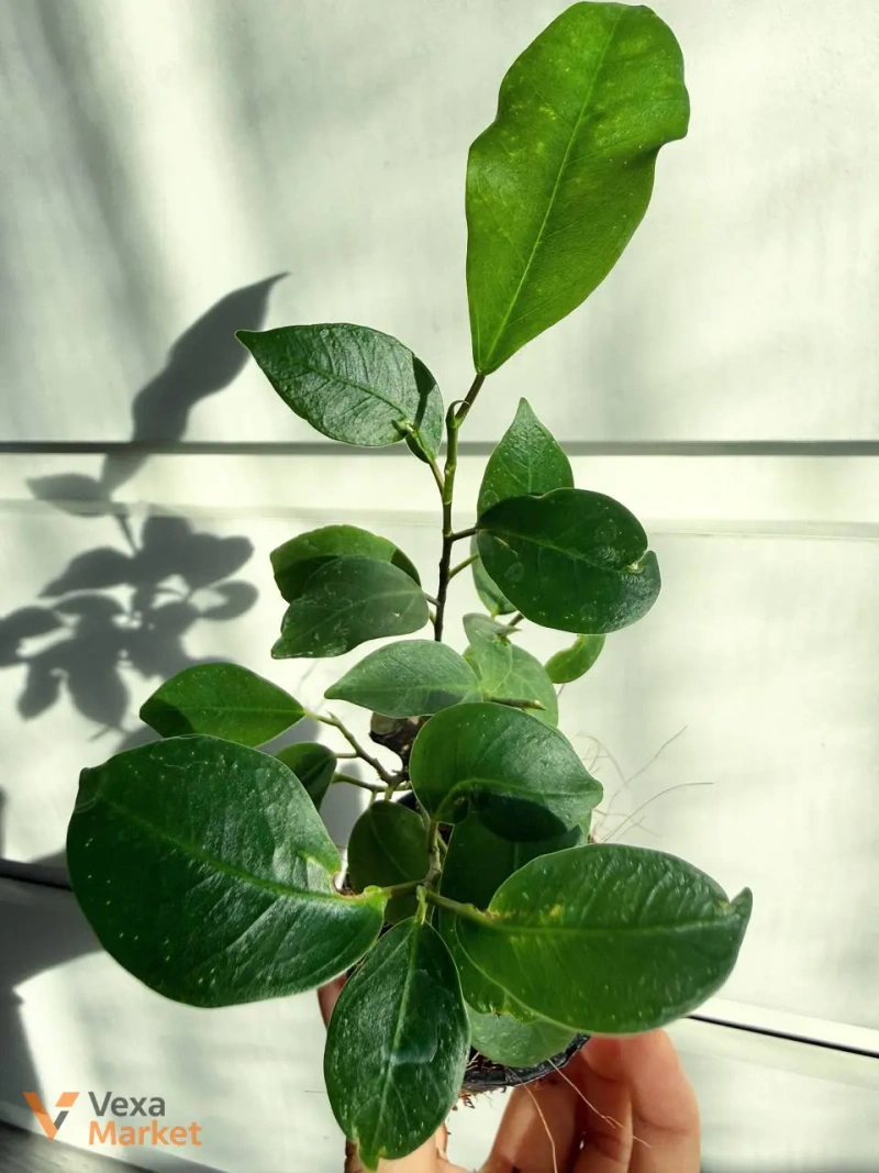 Ficus microcarpa Ginseng — фото 3