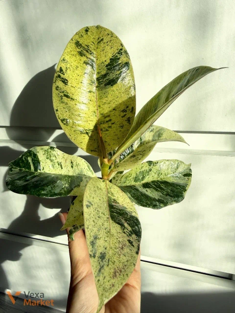 Ficus shivereana в горшке 6