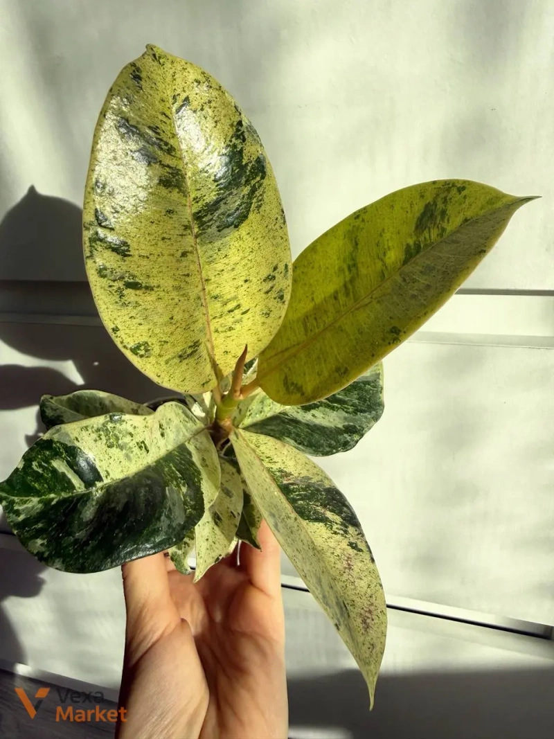 Ficus shivereana в горшке 6 — фото 2