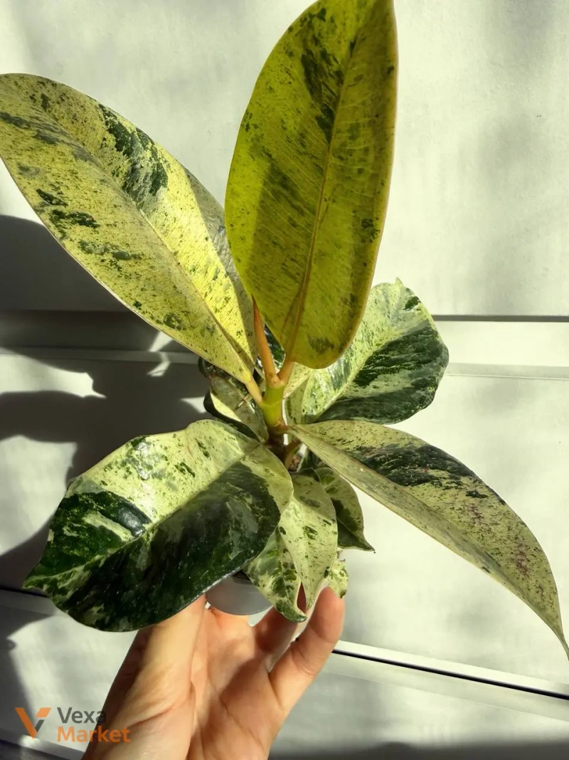 Ficus shivereana в горшке 6 — фото 3