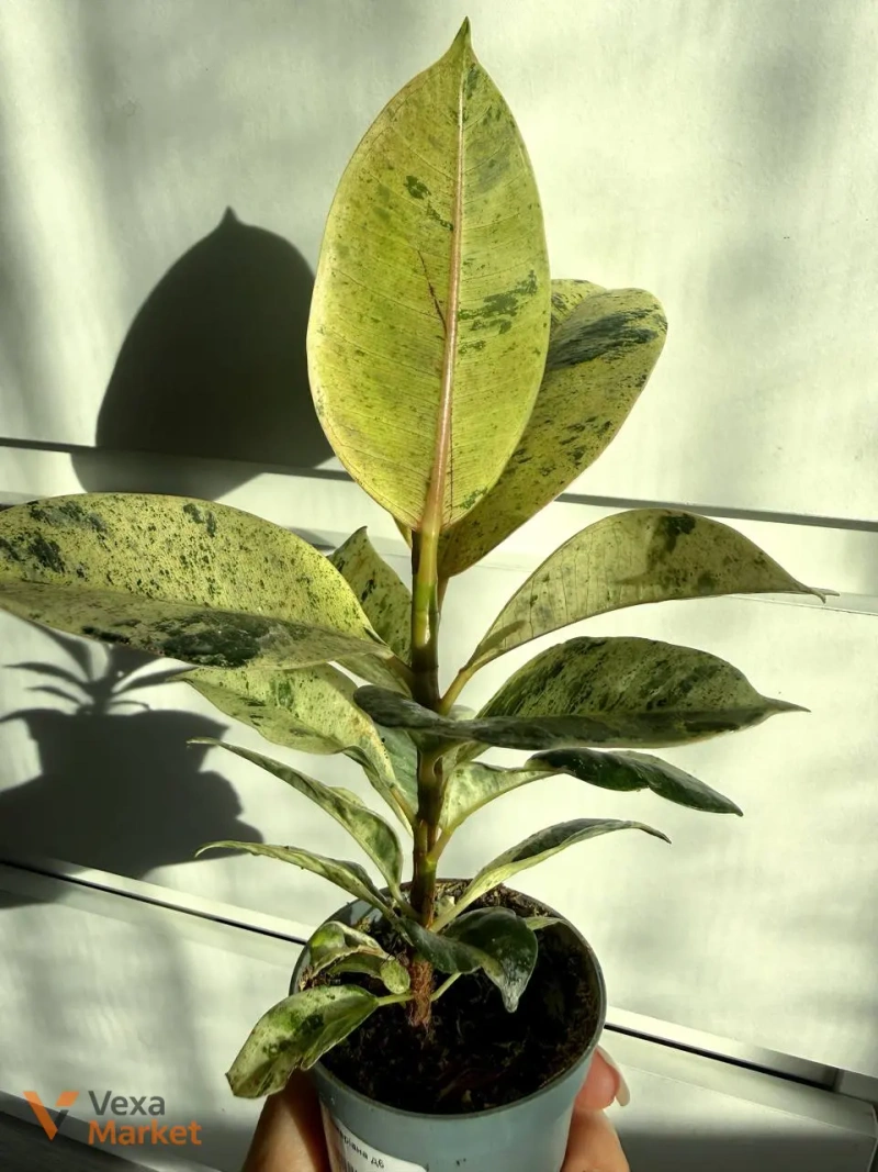 Ficus shivereana в горшке 6 — фото 4