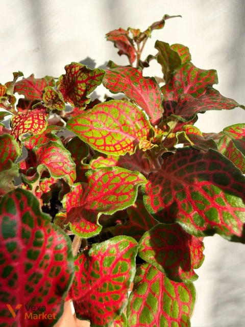 Фіттонія червона (Fittonia Red) в горщику Ø 9 см
