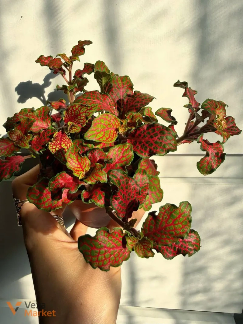 Фіттонія червона (Fittonia Red) в горщику Ø 9 см — фото 2