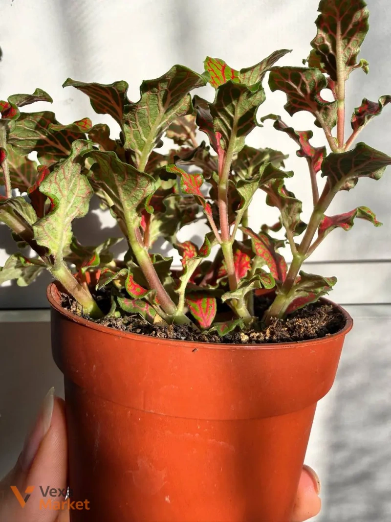 Фіттонія червона (Fittonia Red) в горщику Ø 9 см — фото 3