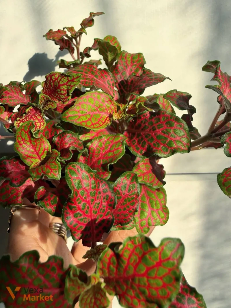 Фіттонія червона (Fittonia Red) в горщику Ø 9 см — фото 4