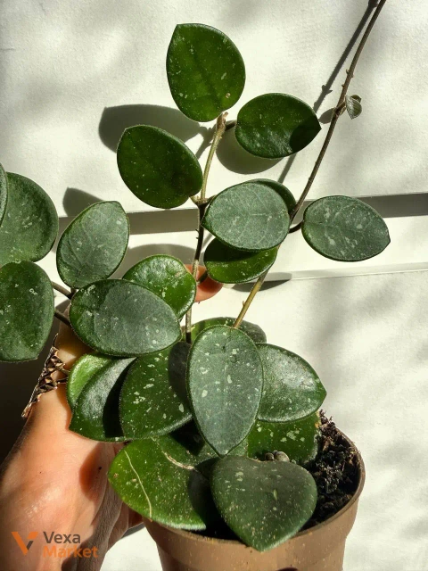 Hoya Matilda Splash